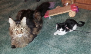 Cullen & Dewey Chilling Out! 