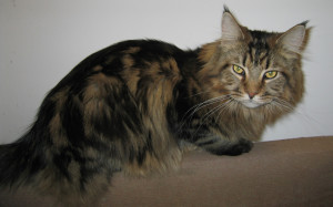 Cullen, my Maine Coon Cat