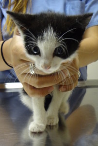 Dewey with the Vet